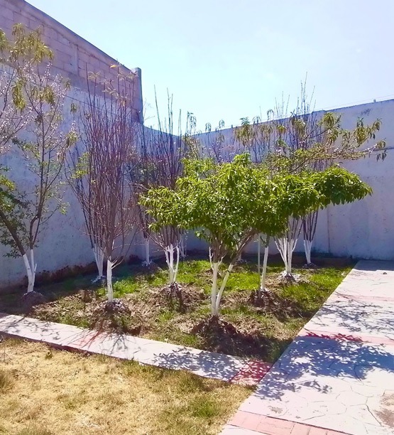 Ecología del Colegio Helen Keller