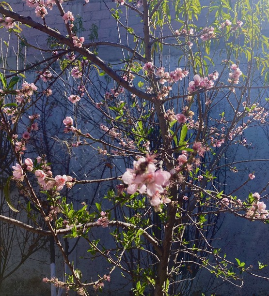 Ecología del Colegio Helen Keller